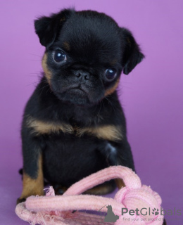 Photo №3. Petit Brabançon puppies. Russian Federation