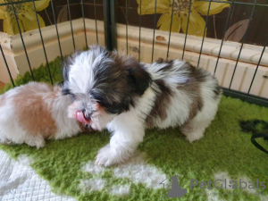 Photo №2 to announcement № 81807 for the sale of maltese dog - buy in Germany private announcement