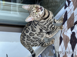 Photo №1. bengal cat - for sale in the city of Batumi | 5500$ | Announcement № 163943