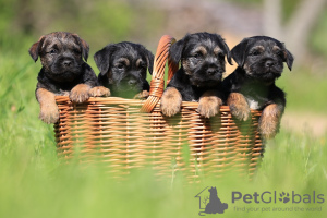 Photo №2 to announcement № 50873 for the sale of border terrier - buy in Slovakia private announcement