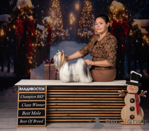 Photo №2. Mating service beaver yorkshire terrier. Price - negotiated