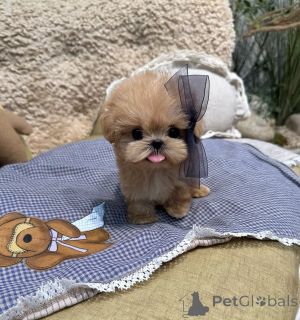 Photo №1. poodle (toy) - for sale in the city of Berlin | 568$ | Announcement № 167648