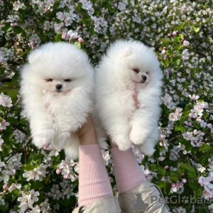 Photo №2 to announcement № 125103 for the sale of pomeranian - buy in Luxembourg private announcement