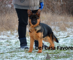 Photo №4. I will sell german shepherd in the city of Kharkov. from nursery - price - 1061$