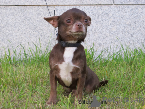 Photo №3. Chihuahua boy adult. Russian Federation