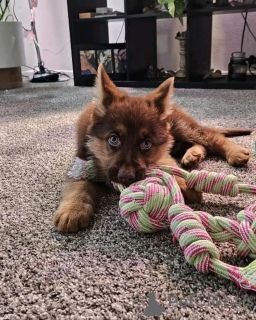 Photo №1. german shepherd - for sale in the city of Berlin | 282$ | Announcement № 137134