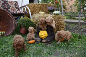 Additional photos: Miniature poodle