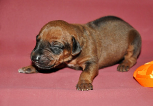 Photo №1. rhodesian ridgeback - for sale in the city of Москва | negotiated | Announcement № 2926