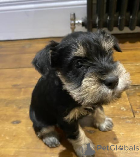 Photo №2 to announcement № 160016 for the sale of german shepherd - buy in Latvia private announcement