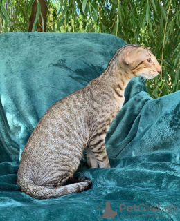 Photo №2 to announcement № 50410 for the sale of savannah cat - buy in United States private announcement