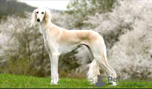 Photo №4. I will sell saluki in the city of Москва. private announcement - price - 2642$