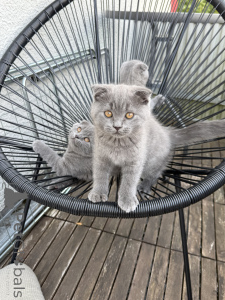 Photo №1. scottish fold - for sale in the city of Kaiserslautern | 361$ | Announcement № 174071