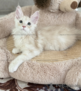 Photo №4. I will sell maine coon in the city of Al Ain. from nursery, breeder - price - negotiated