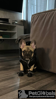 Photo №2. Goods for pets in United States. Price - negotiated. Announcement № 134480