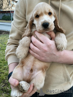 Photo №2 to announcement № 159409 for the sale of american cocker spaniel - buy in Germany private announcement