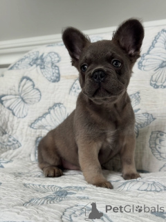 Photo №2 to announcement № 156452 for the sale of french bulldog - buy in Czech Republic breeder