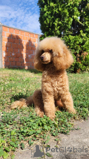 Photo №3. Mini poodle puppies. Serbia