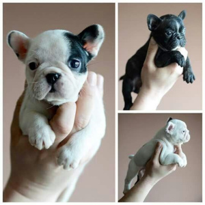 Additional photos: miniature French Bulldog, beautiful puppies 1kg.