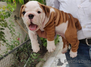 Photo №2 to announcement № 80053 for the sale of english bulldog - buy in Australia private announcement