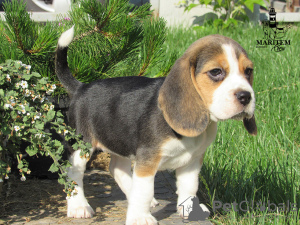 Photo №2 to announcement № 10834 for the sale of beagle - buy in Ukraine from nursery