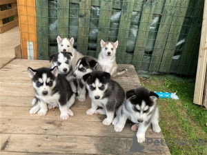 Photo №1. siberian husky - for sale in the city of Jonava | 507$ | Announcement № 116178