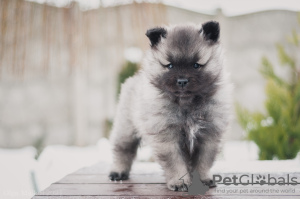 Additional photos: Keeshond puppy from Champion parents