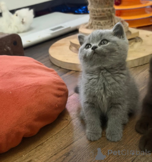 Photo №1. british shorthair - for sale in the city of Reinbek | 361$ | Announcement № 174771