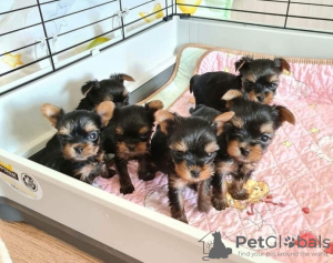 Photo №1. yorkshire terrier - for sale in the city of Regensburg | 211$ | Announcement № 82788