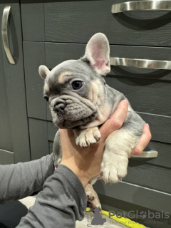 Photo №1. french bulldog - for sale in the city of Leipzig | 350$ | Announcement № 117870