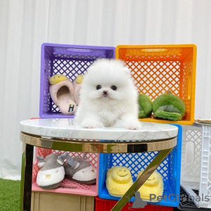 Photo №1. pomeranian - for sale in the city of Stockholm | negotiated | Announcement № 96324