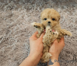 Photo №1. maltipu - for sale in the city of Arrondisman de Brussels Capital | negotiated | Announcement № 155708