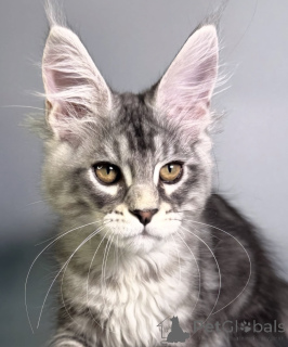 Photo №1. maine coon - for sale in the city of Baden Baden | 1022$ | Announcement № 163663