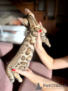 Photo №1. bengal cat - for sale in the city of Minsk | 400$ | Announcement № 77988