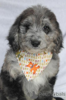 Photo №1. non-pedigree dogs - for sale in the city of Aserri | 300$ | Announcement № 170563