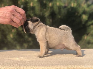 Photo №3. Kennel FCI offers for sale high-pedigree puppies of a pug.. Russian Federation