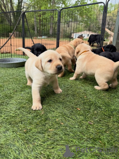 Photo №2 to announcement № 171287 for the sale of labrador retriever - buy in Germany breeder