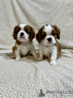 Photo №4. I will sell cavalier king charles spaniel in the city of Inđija. breeder - price - negotiated