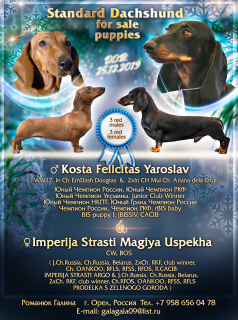 Photo №1. dachshund - for sale in the city of Eagle | negotiated | Announcement № 6296