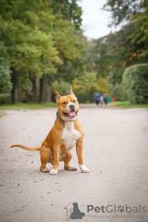 Photo №3. Staffordshire terrier puppies. Russian Federation