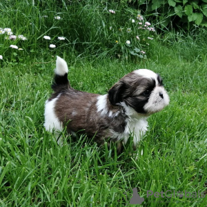 Photo №1. shih tzu - for sale in the city of Вашингтон | 280$ | Announcement № 43829