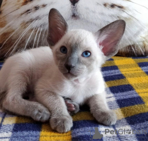 Photo №2 to announcement № 32658 for the sale of siamese cat - buy in Germany private announcement