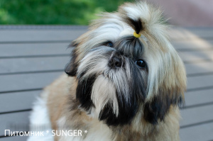 Photo №1. shih tzu - for sale in the city of Krivoy Rog | 595$ | Announcement № 4274