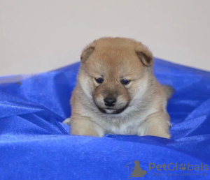 Additional photos: Shiba Inu puppies from champion parents