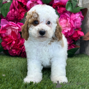 Photo №1. poodle (toy) - for sale in the city of Munich | 723$ | Announcement № 172245
