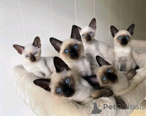 Photo №1. siamese cat - for sale in the city of Nuremberg | negotiated | Announcement № 159374