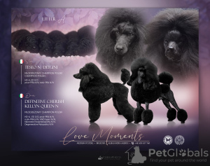 Photo №1. poodle (toy) - for sale in the city of Nysa | 2113$ | Announcement № 50084