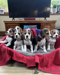 Photo №1. beagle - for sale in the city of Nordfjordeid | negotiated | Announcement № 168860