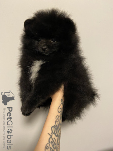 Photo №1. pomeranian - for sale in the city of Krasnogorsk | negotiated | Announcement № 25152