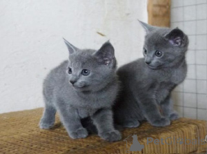 Photo №1. russian blue - for sale in the city of Essingen | 361$ | Announcement № 169567