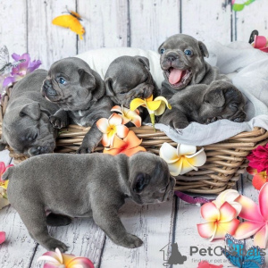 Photo №1. french bulldog - for sale in the city of Salzgitter | 150$ | Announcement № 129585